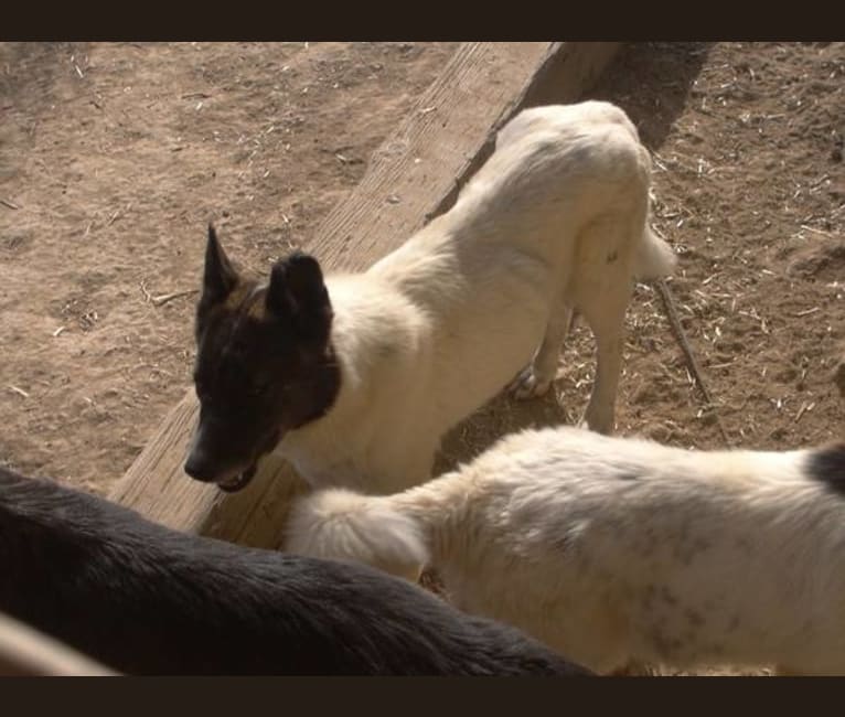 Photo of Shiloh, a German Shepherd Dog, Akita, Akita Inu, and Cocker Spaniel mix in Strasburg, Colorado, USA
