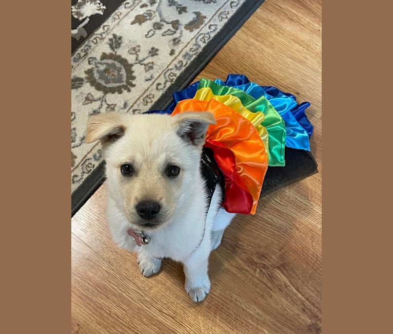 Nala, a Labrador Retriever and Chow Chow mix tested with EmbarkVet.com