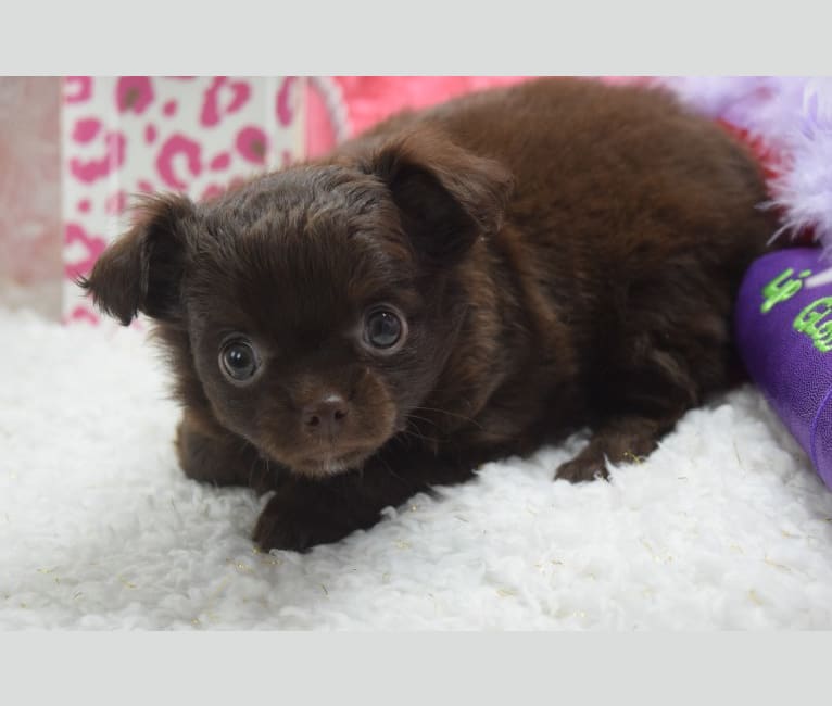 Truffles, a Chihuahua tested with EmbarkVet.com
