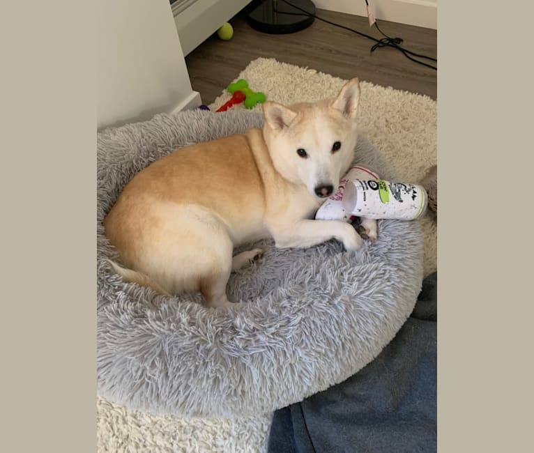 Photo of Rio, a Shiba Inu and Siberian Husky mix in New Haven, Connecticut, USA