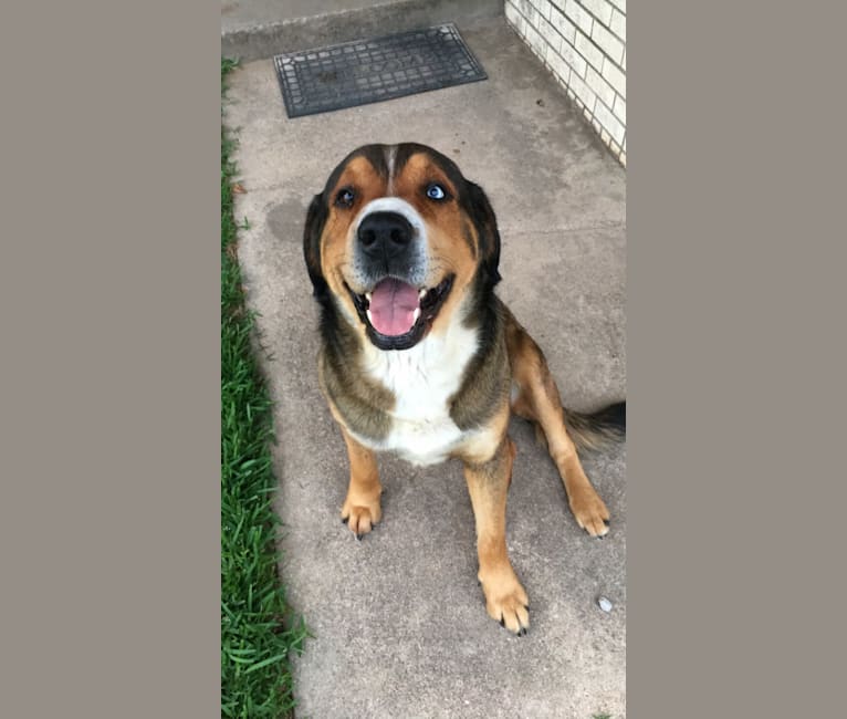 Bo, a Rottweiler and Great Pyrenees mix tested with EmbarkVet.com