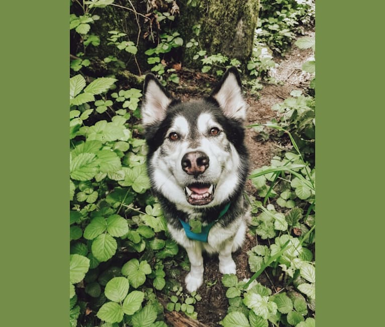 Max, a Siberian Husky and German Shepherd Dog mix tested with EmbarkVet.com