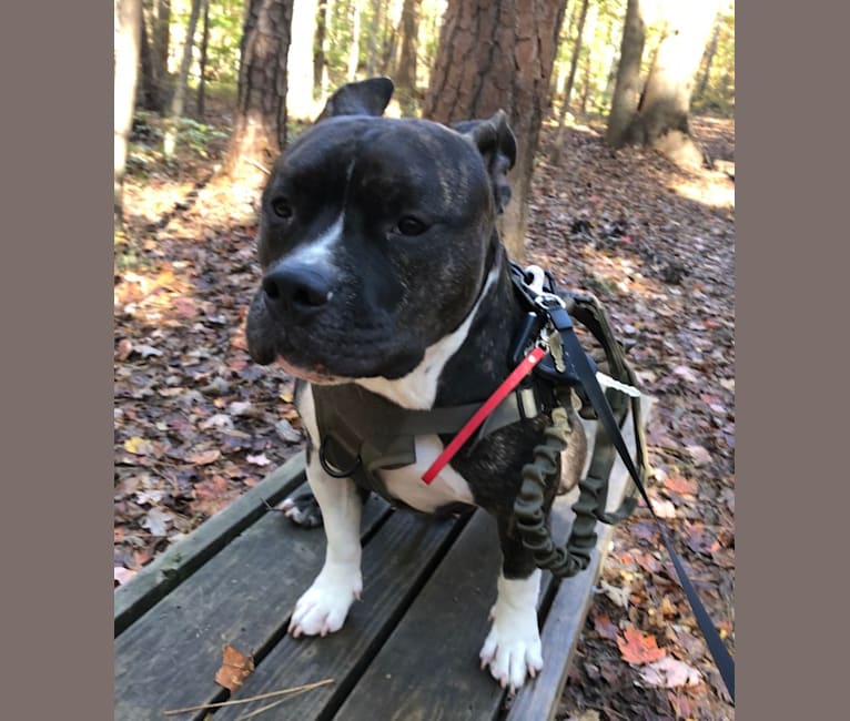 Snoopy, an American Bully tested with EmbarkVet.com