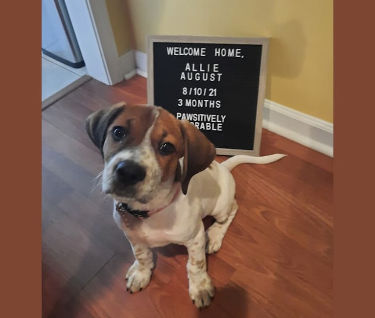 Cane corso beagle mix clearance