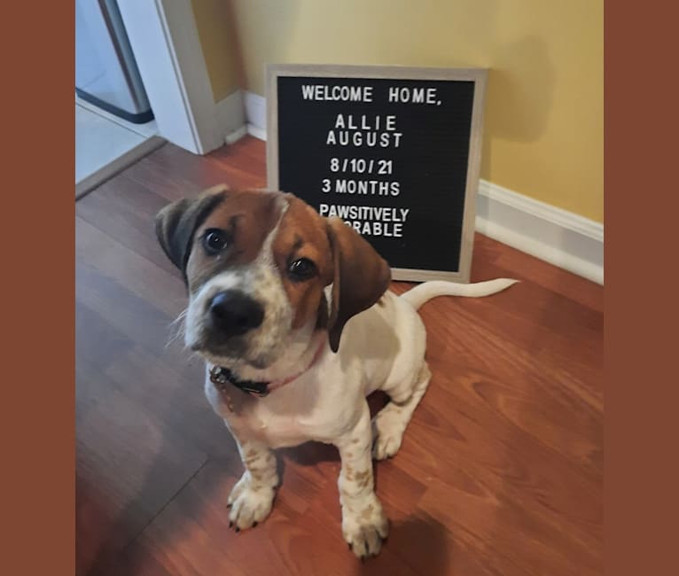 Allie, a Bluetick Coonhound and Cane Corso mix tested with EmbarkVet.com