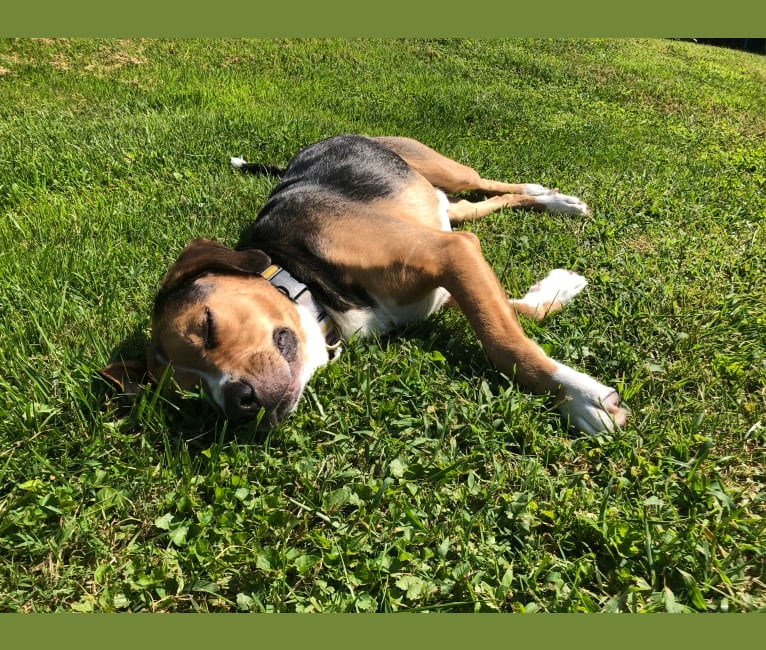 Dempsey, a Great Pyrenees and American Pit Bull Terrier mix tested with EmbarkVet.com