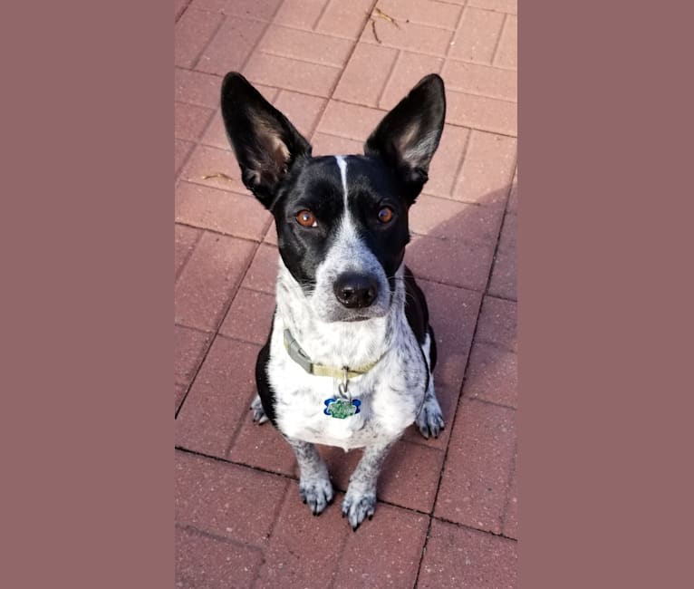 Opal, a Russell-type Terrier and Border Collie mix tested with EmbarkVet.com