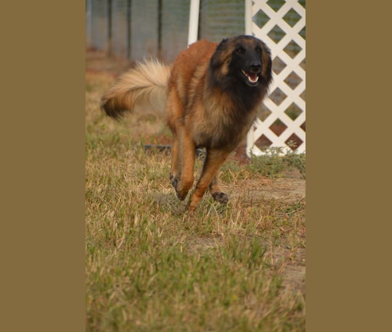 Laila, a Belgian Shepherd tested with EmbarkVet.com