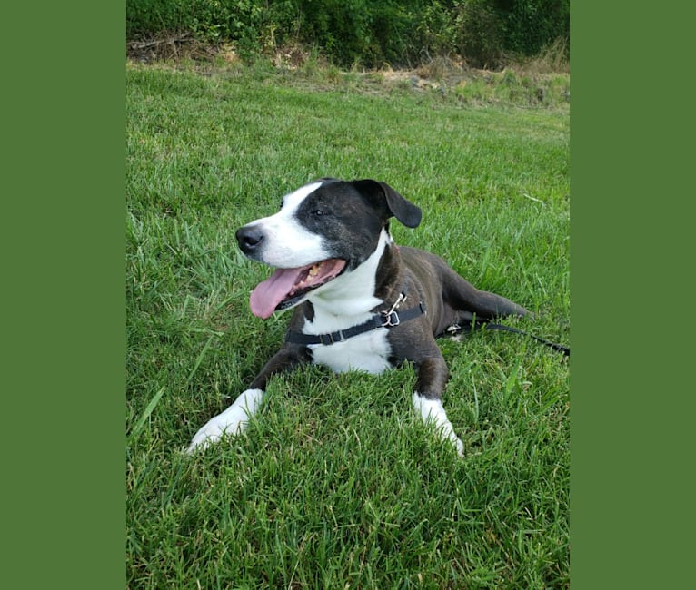 Roxy, an American Pit Bull Terrier tested with EmbarkVet.com