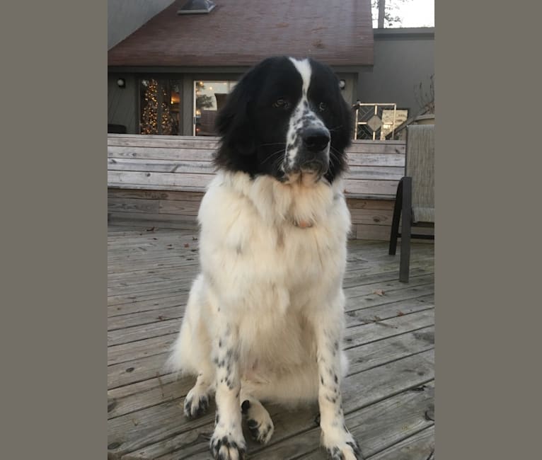 Newfie clearance pyrenees mix