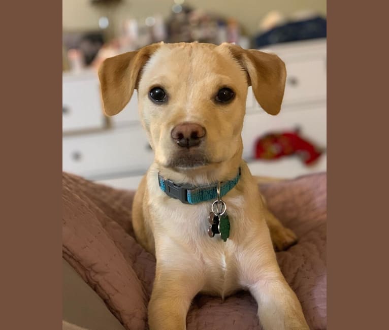 Juniper, a Rat Terrier and Boxer mix tested with EmbarkVet.com