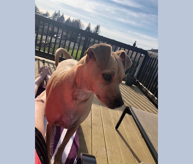 Photo of Gilmour Waters, a Chihuahua and Pomeranian mix in Vancouver, Washington, USA