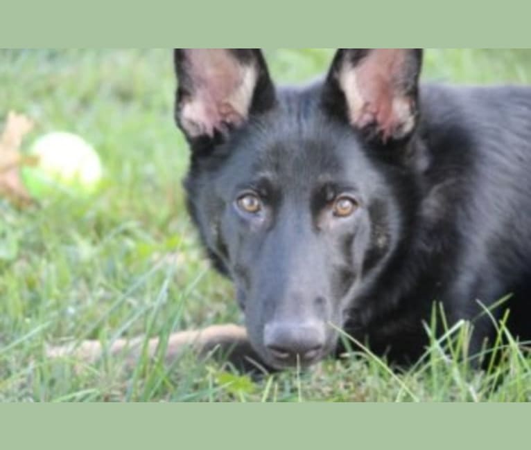 Jasmine, a German Shepherd Dog tested with EmbarkVet.com