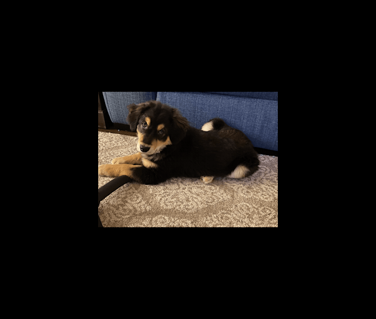 Dusty, an Australian Shepherd and Golden Retriever mix tested with EmbarkVet.com