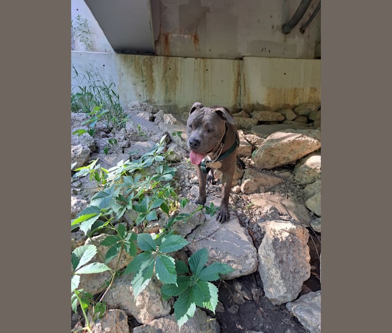 Killua, an American Bully tested with EmbarkVet.com