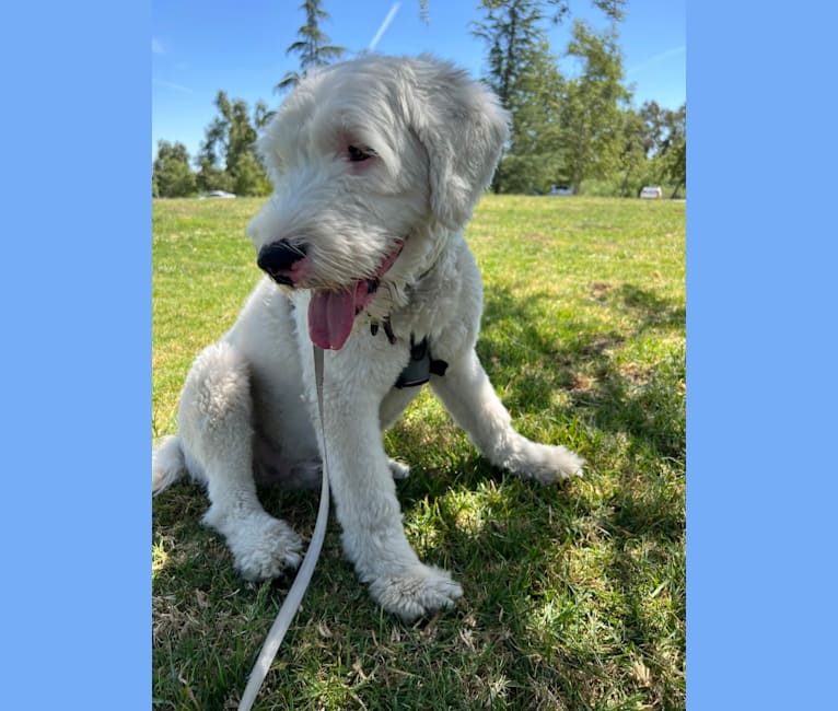 Flaco, an Old English Sheepdog (8.6% unresolved) tested with EmbarkVet.com