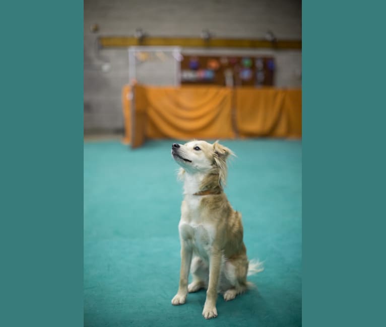 Photo of Zuzu Fox, an American Village Dog  in Puerto Plata, Puerto Plata Province, Dominican Republic