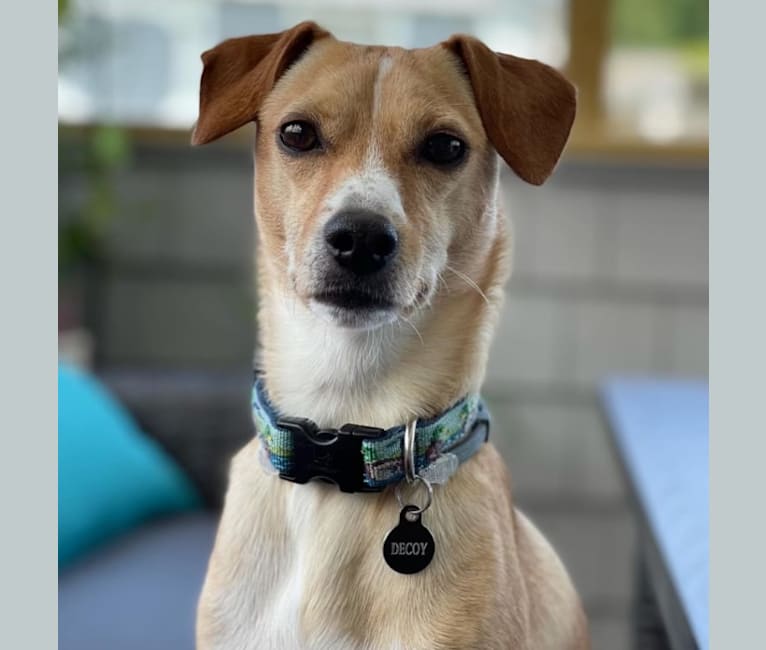 Decoy, a Cocker Spaniel and Rat Terrier mix tested with EmbarkVet.com