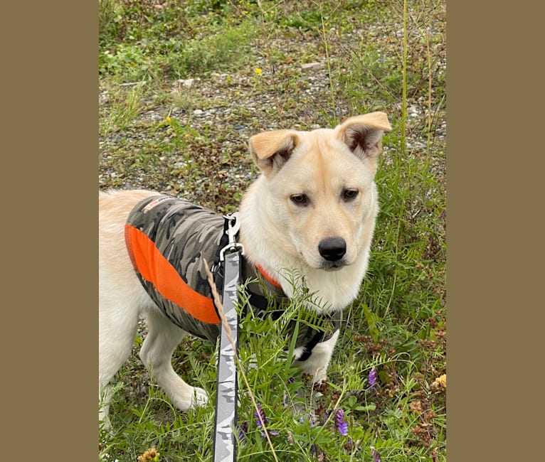 Nala, a Labrador Retriever and Chow Chow mix tested with EmbarkVet.com