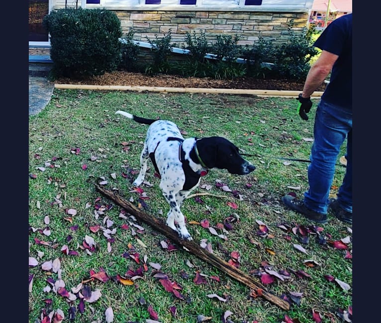 Millie, a Labrador Retriever and Great Pyrenees mix tested with EmbarkVet.com