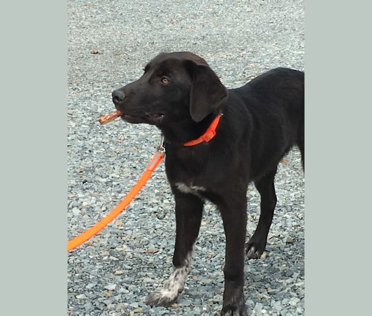 Guinness, a Labrador Retriever and Australian Cattle Dog mix tested with EmbarkVet.com