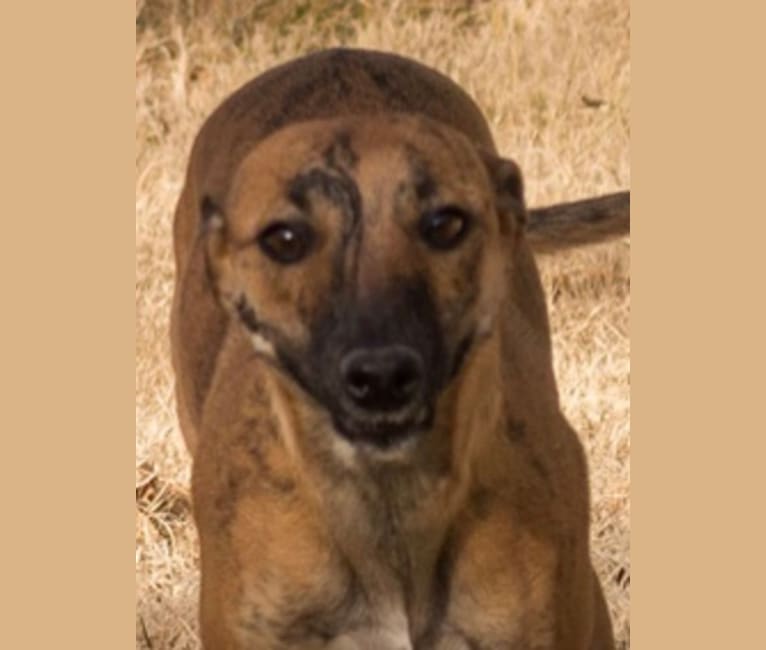 Photo of Kishi, a Border Collie, Whippet, Russell-type Terrier, and Border Terrier mix in Pahrump, NV, USA