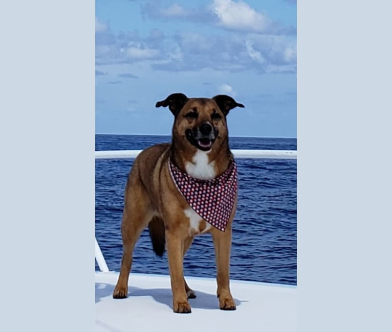 Photo of Copper, a Shetland Sheepdog, Staffordshire Terrier, and Boxer mix in Englewood, Florida, USA