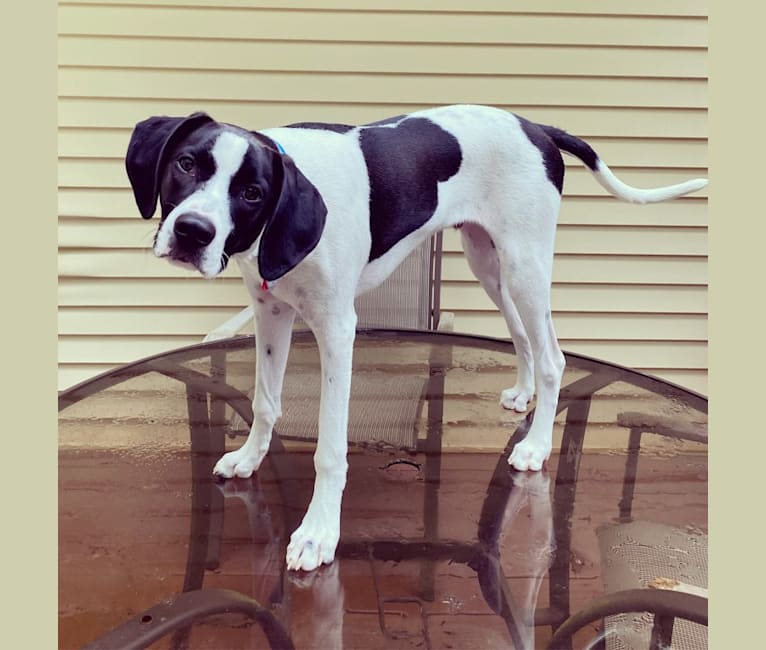 Photo of Rocco, a Treeing Walker Coonhound, American Pit Bull Terrier, and Mixed mix in Tennessee, USA