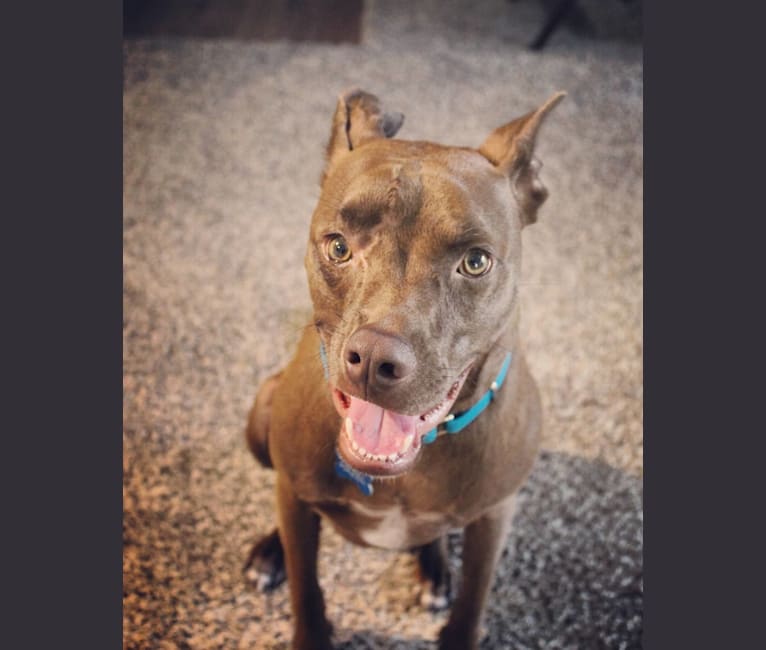 Photo of Hazel, an American Pit Bull Terrier, American Staffordshire Terrier, Great Pyrenees, and Mixed mix in Austin, Texas, USA