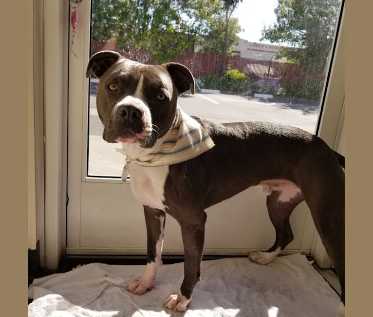 MaSiWei, an American Bully tested with EmbarkVet.com