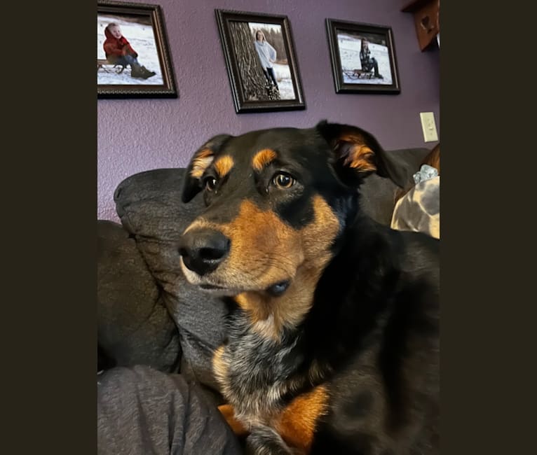 Ripley, an Australian Cattle Dog and Labrador Retriever mix tested with EmbarkVet.com