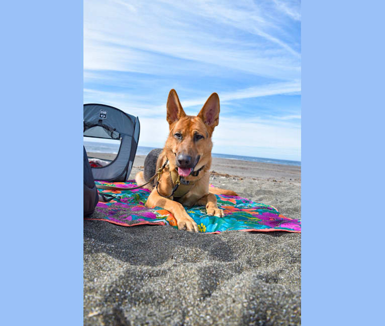 Maui, a German Shepherd Dog tested with EmbarkVet.com