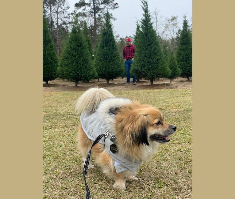 Oakley, a Pekingese and Yorkshire Terrier mix tested with EmbarkVet.com
