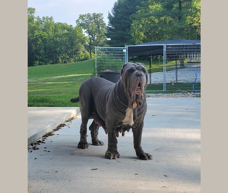 Riv, a Neapolitan Mastiff tested with EmbarkVet.com