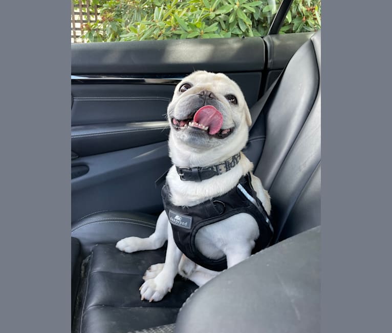 Po, a Pug tested with EmbarkVet.com