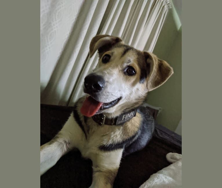 Finn, an Alaskan Malamute and Beagle mix tested with EmbarkVet.com