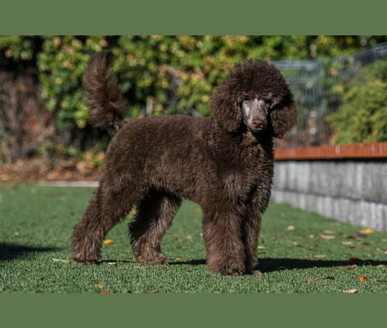 Pickles, a Poodle tested with EmbarkVet.com