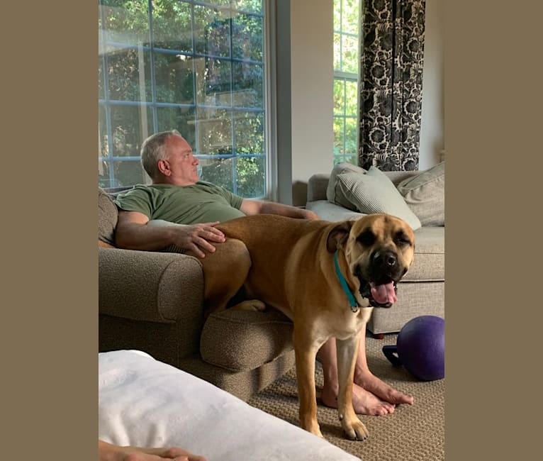 Baloo, a Cane Corso and Labrador Retriever mix tested with EmbarkVet.com