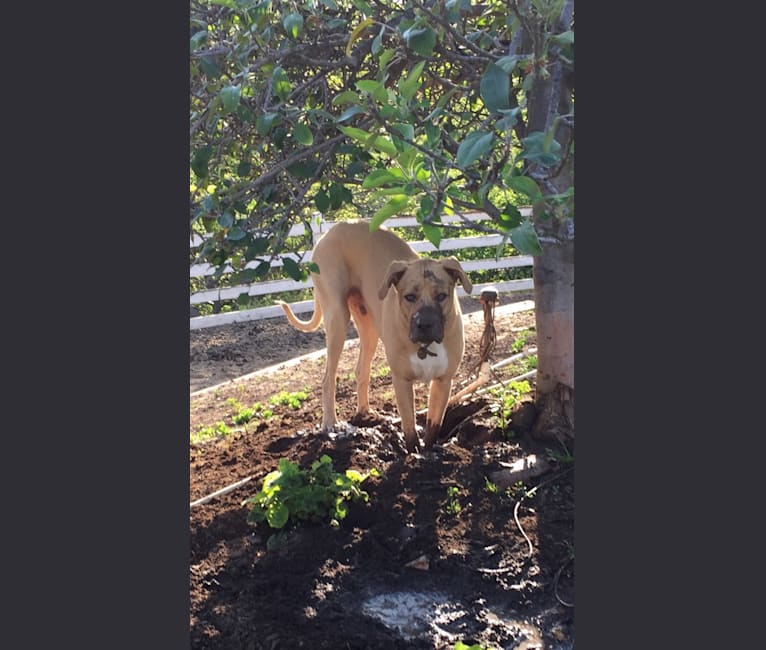 Roscoe, an American Pit Bull Terrier and German Shepherd Dog mix tested with EmbarkVet.com