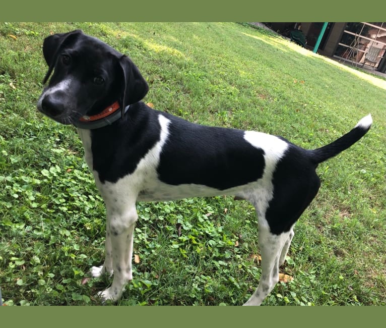 Shiloh, a German Shorthaired Pointer and Beagle mix tested with EmbarkVet.com