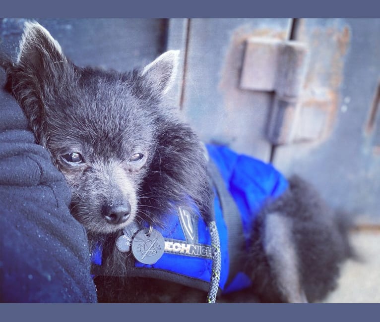 Bat Boy, a Pomeranian tested with EmbarkVet.com