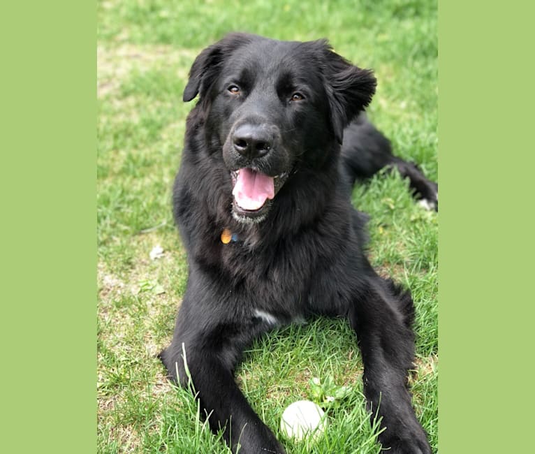 German shepherd spaniel hot sale mix