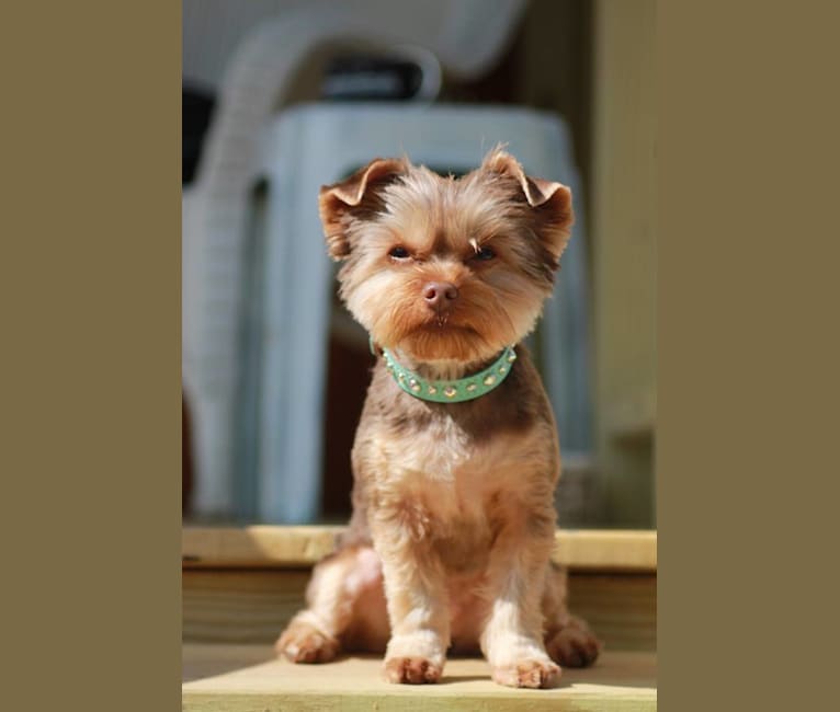 Gremlin, a Yorkshire Terrier tested with EmbarkVet.com