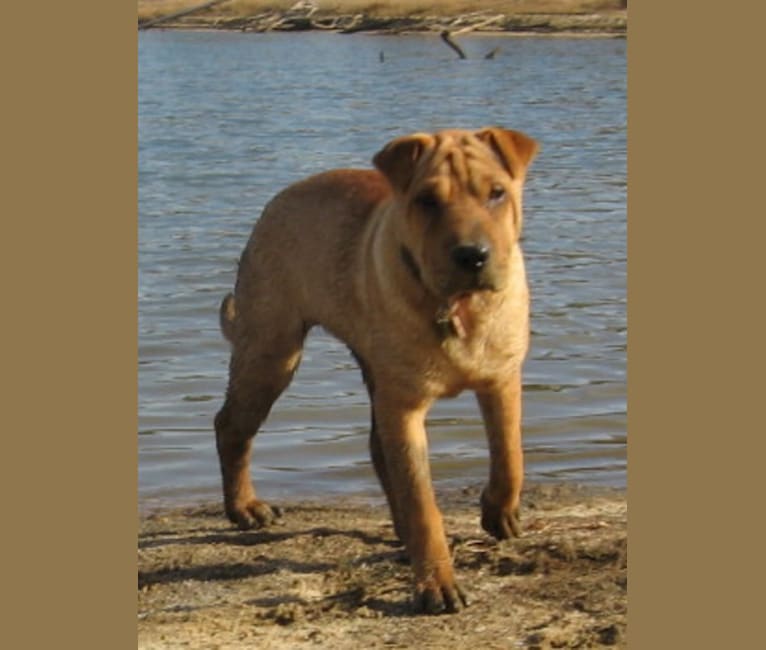 Jing, a Chinese Shar-Pei and Labrador Retriever mix tested with EmbarkVet.com