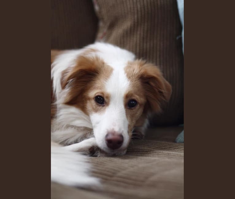 Bailey, a Collie and Shetland Sheepdog mix tested with EmbarkVet.com