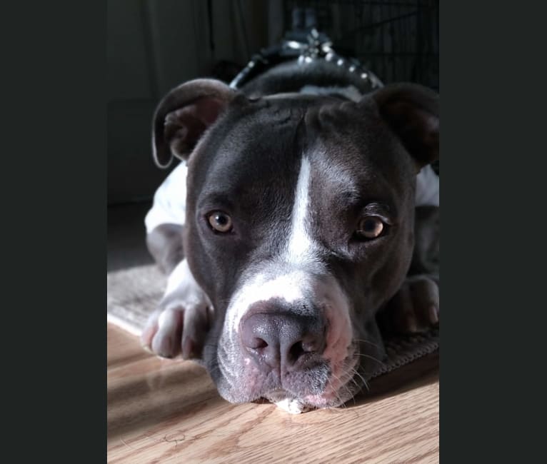 MaSiWei, an American Bully tested with EmbarkVet.com