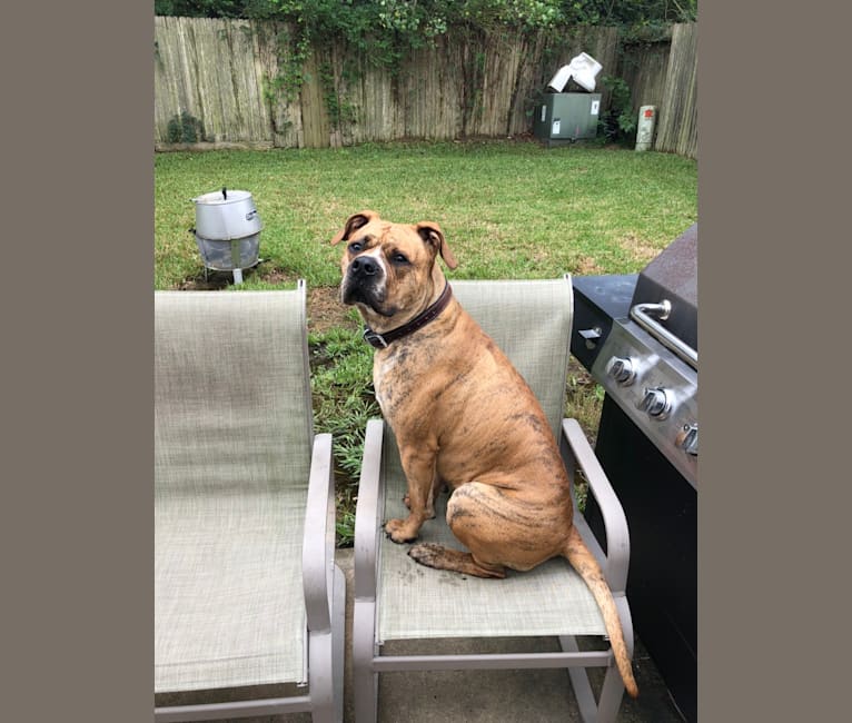 Mikey, an American Bulldog tested with EmbarkVet.com