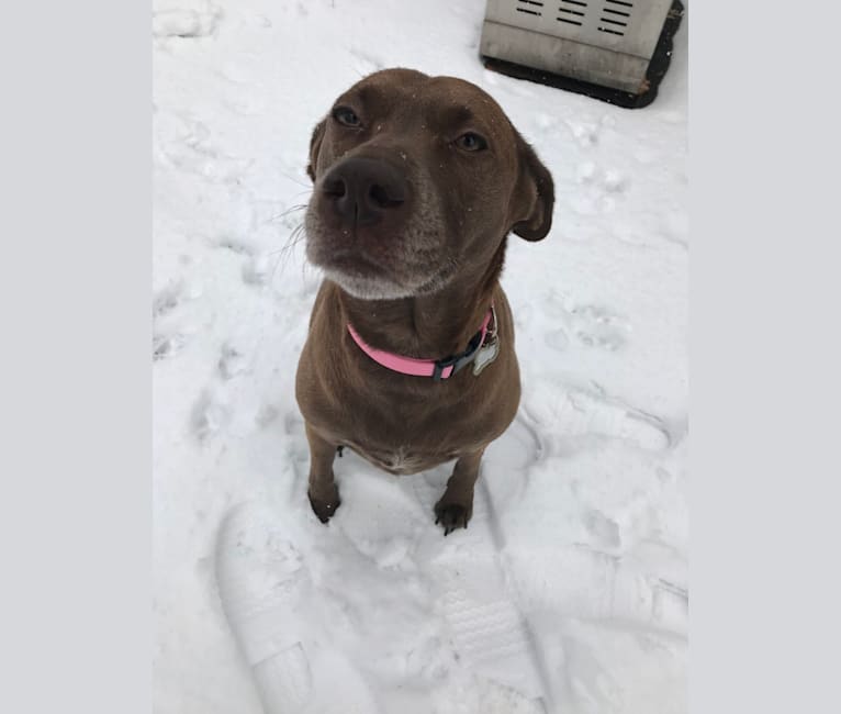 Dakota, a Labrador Retriever and Staffordshire Terrier mix tested with EmbarkVet.com