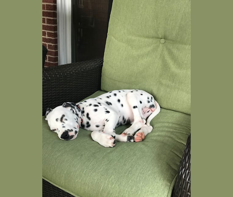 Photo of Pepper, a Dalmatian  in Ohio, USA