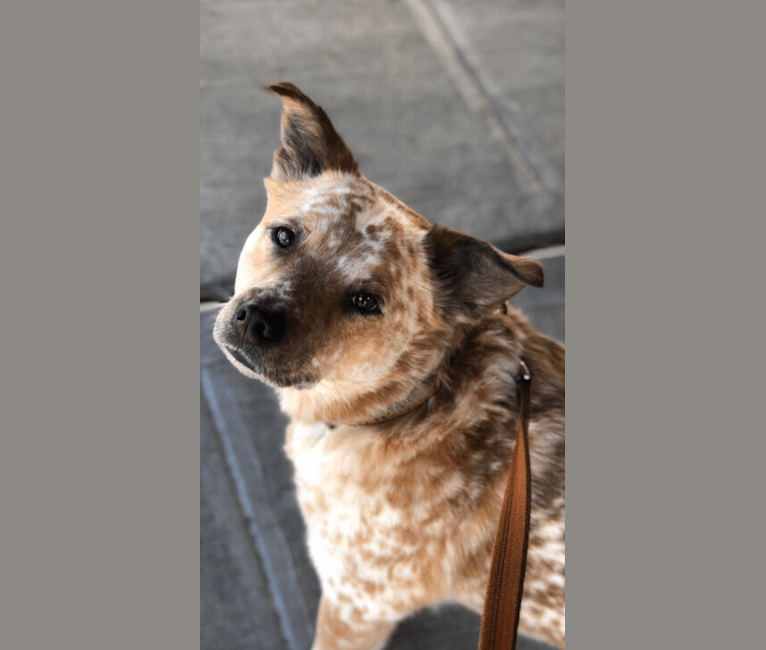 Willabee, an Australian Cattle Dog and Staffordshire Terrier mix tested with EmbarkVet.com